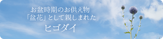 お盆時期のお供え物 「盆花」として親しまれた ヒゴダイ
